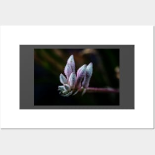 Kangaroo Paw Flower Posters and Art